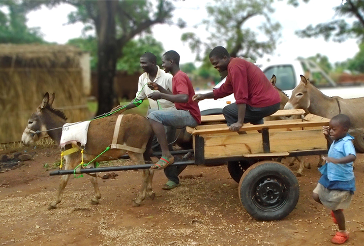 Donkey with Cart