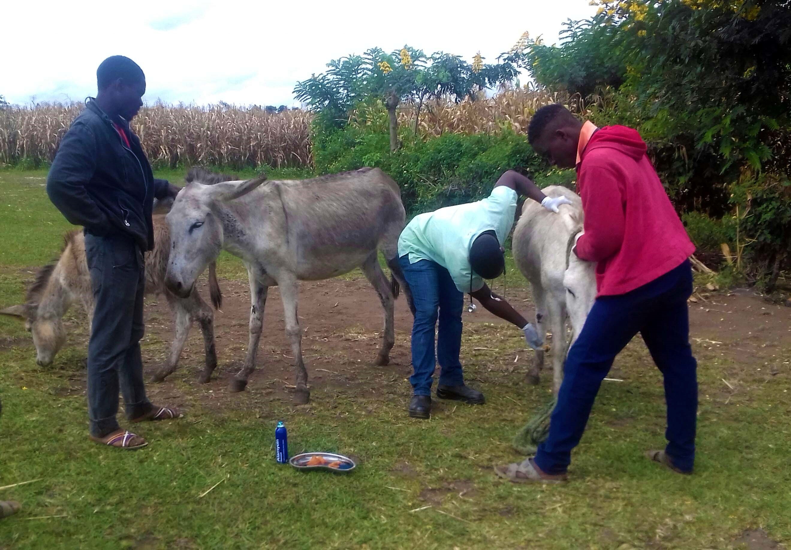Precious treating a donkey