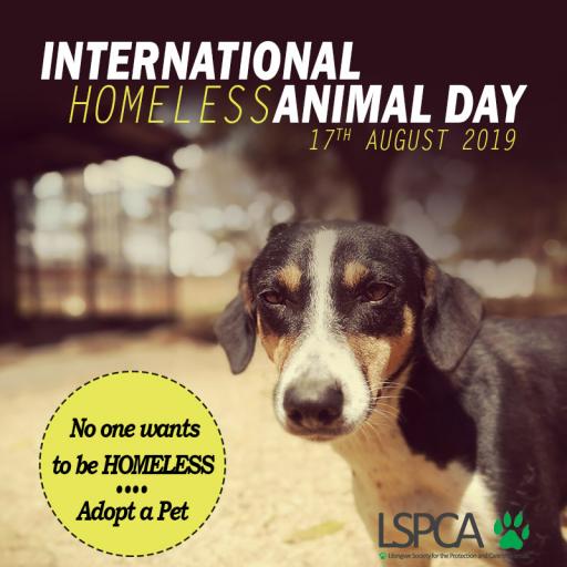 International Homeless animal day 2019